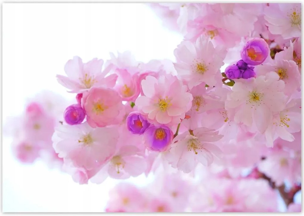 Poszterek 100x70 Japán cseresznyefa ág