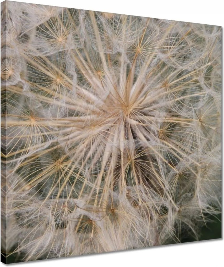 Vászonkép 40x40 Pitypang Virág Virágok