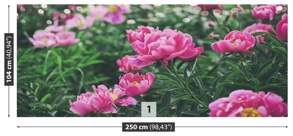 Fotótapéta rózsaszín bazsarózsák 104x70 cm