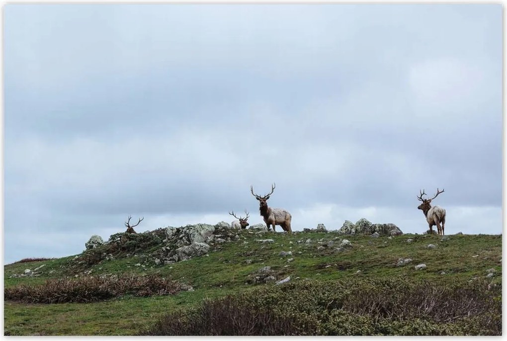 Poszterek 120x80 Szarvas felszarvazott