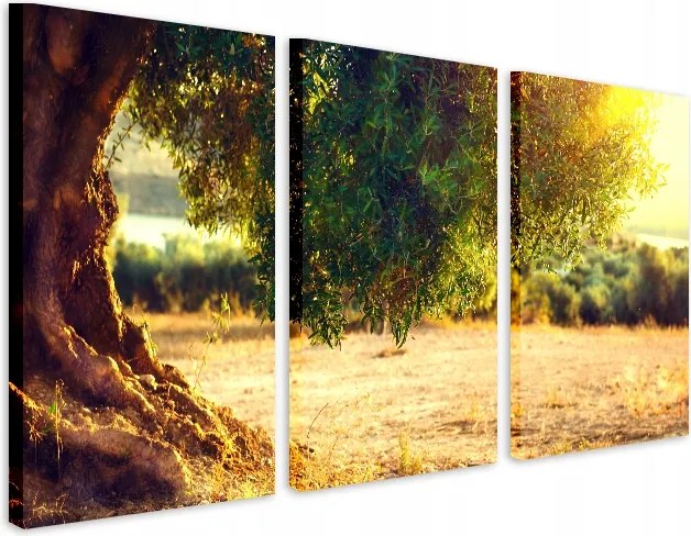 Modern vászonkép a nappaliba Festmények Olajfa a napsütésben 60x120