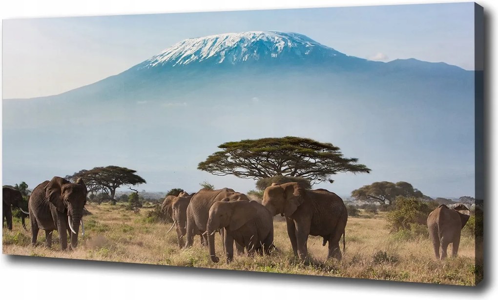 Vászonkép Elefántok Kilimandzsáró 100x70cm