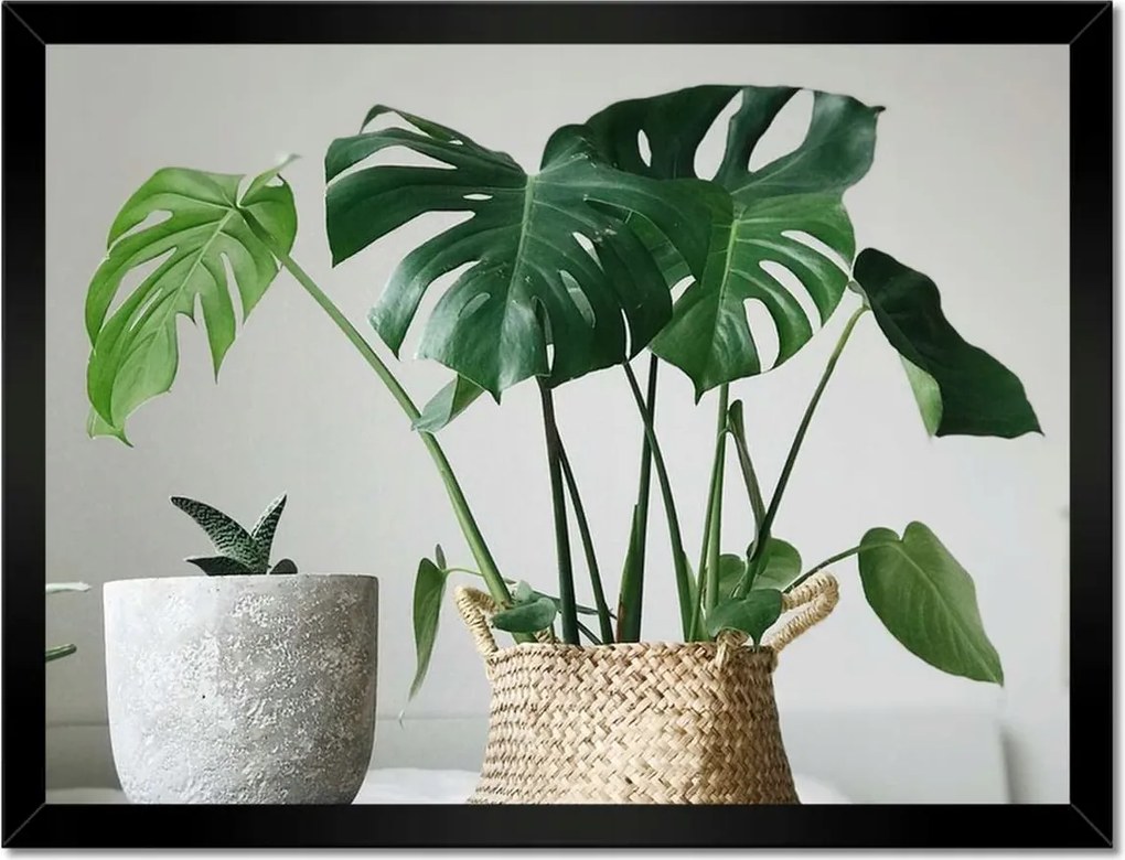 Poszter keretben 40x30 Mosnter levelek lyukas