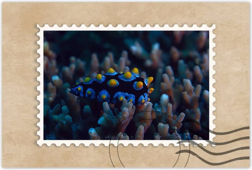 Poszter 60x40 Korallzátony hal