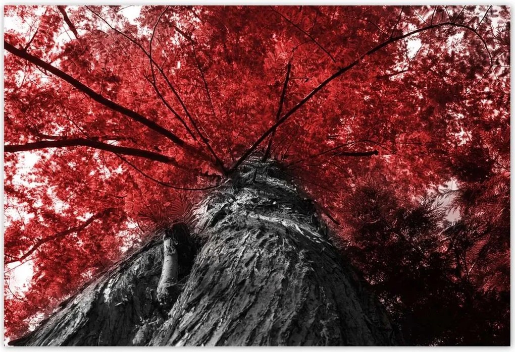 Poszterek 155x105 mamutfenyő Magas fa