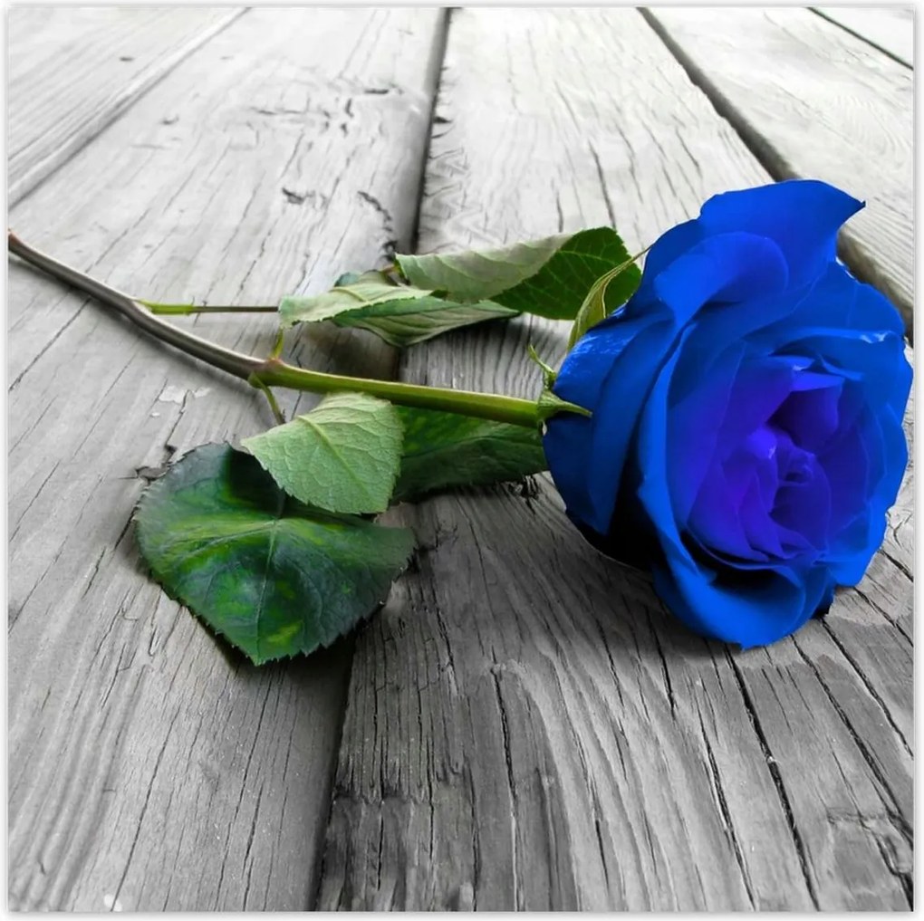 Poszterek 100x100 Kék rózsa a deszkákon