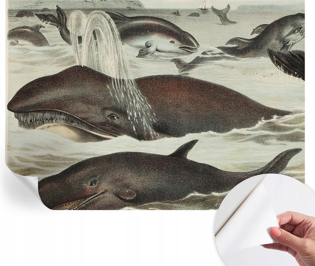 Modern öntapadós fotótapéta Mosható Tengeri lények 312x219 cm