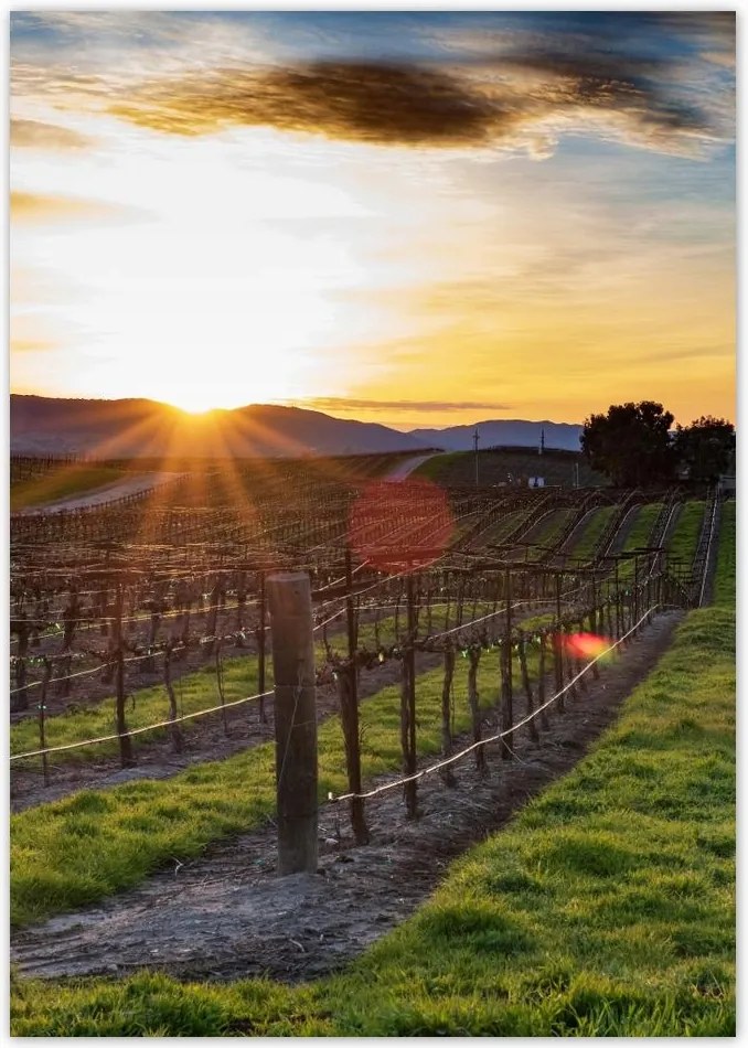 Poszterek A4 Pion Szőlőbirtok Tájkép