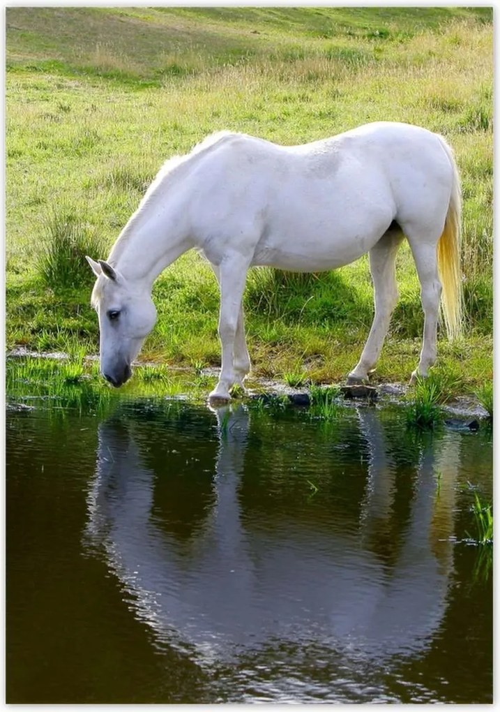 Poszterek 70x100 Fehér ló