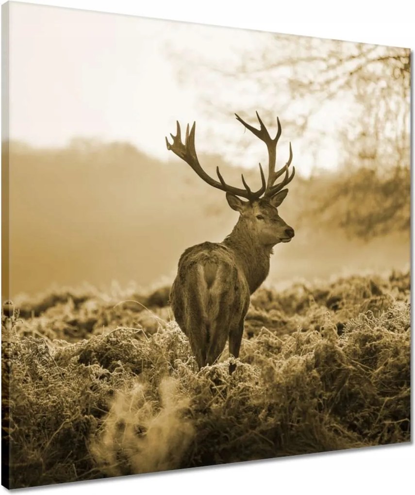Vászonkép 50x50 Szépia szarvas
