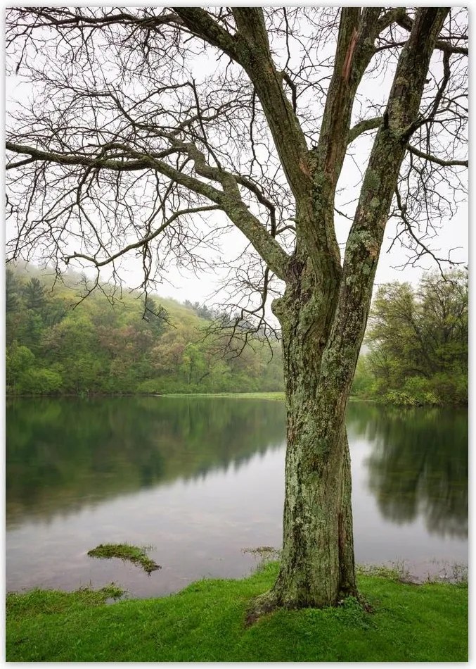 Poszterek A4 Pion Fa Folyó Erdő
