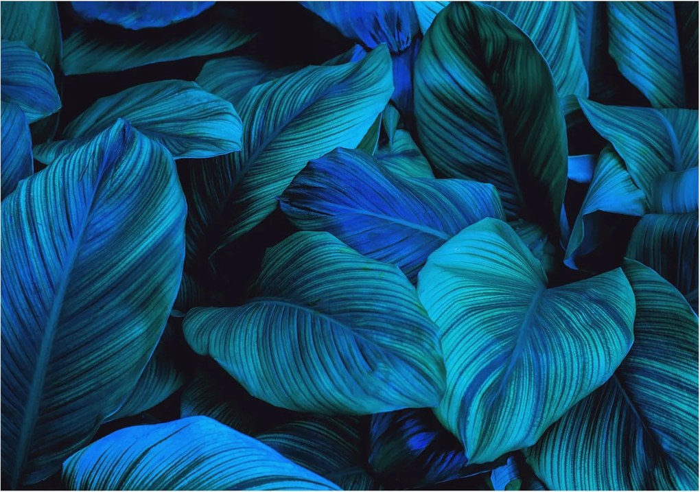 Fali fotótapéta előszoba konyhába Kék levelek 208x146 Ragasztó