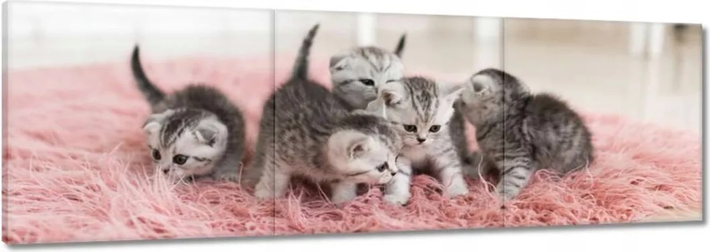 Vászonkép 150x50 Öt kis cica