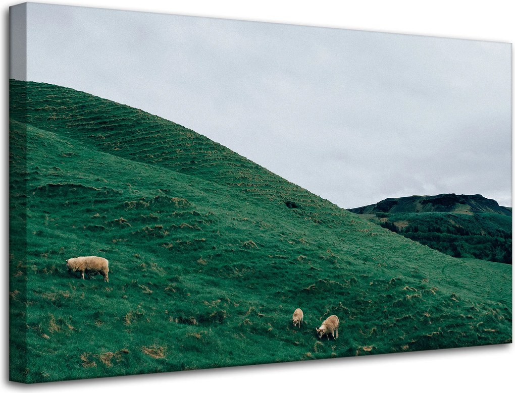 Vászonkép Természet Legelő Bárányok Hegyek 80x50