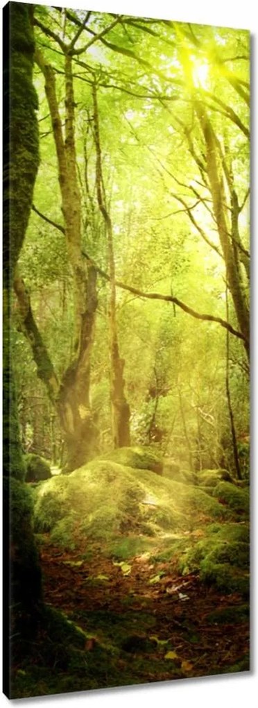 Vászonkép 40x100 Varázslatos erdő Tájkép