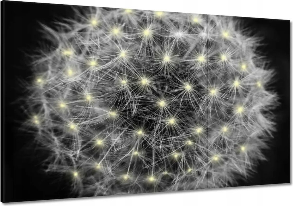 Vászonkép 120x80 Pitypang Virág Virágok