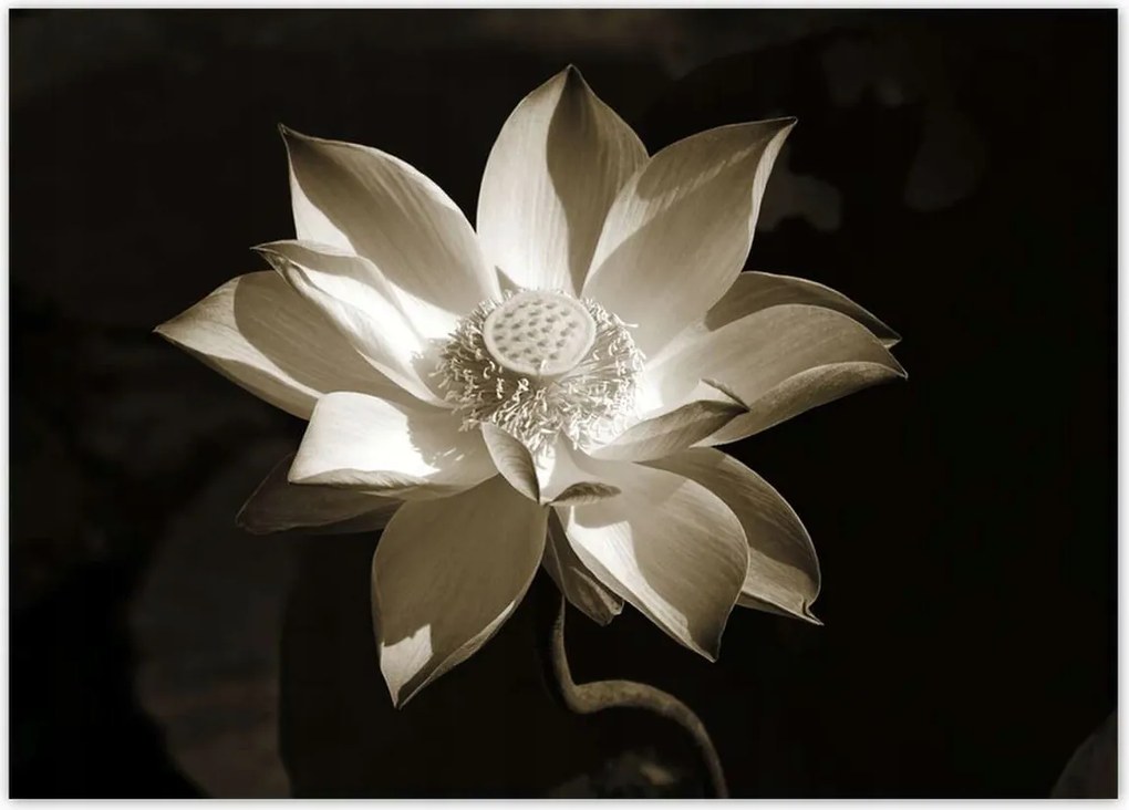 Poszterek 70x50 Lótusz Lótuszvirág