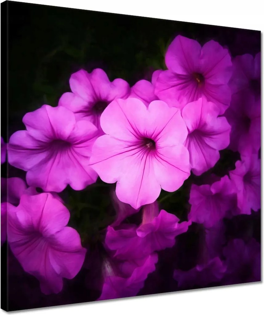 Vászonkép 40x40 Petunia lila virágai