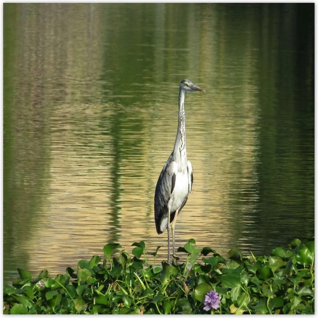 Poszterek 70x70 Kalapos madár Tájkép Kilátás