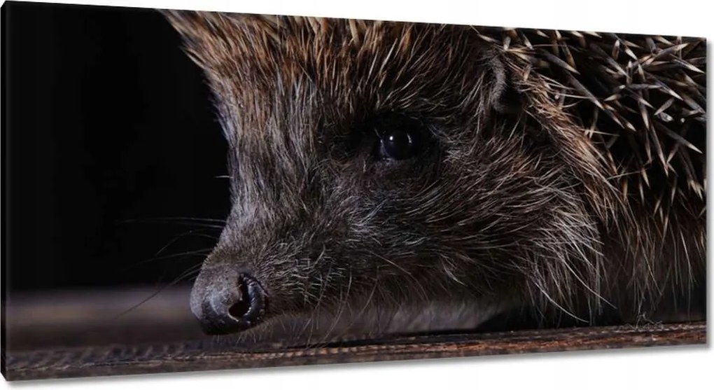Festmények 115x55 Kis sündisznó portré