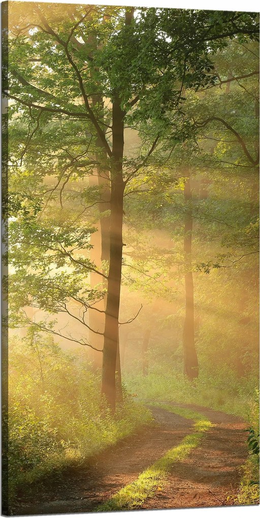 Vászonkép Napfény Erdő Ösvény Természet 60x120 cm