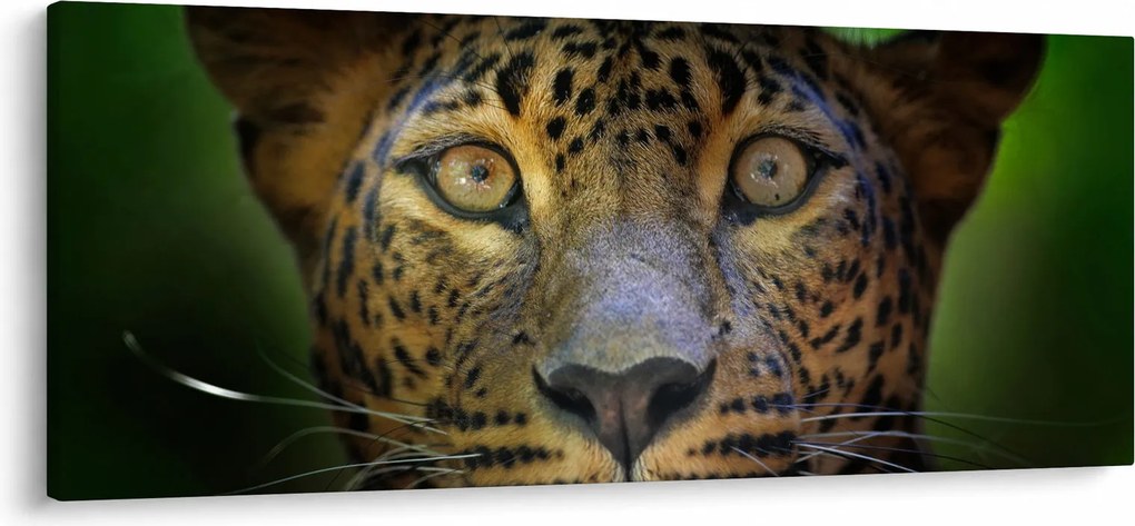 Kép - Leopárd portré, Sri Lanka (120x50 cm)