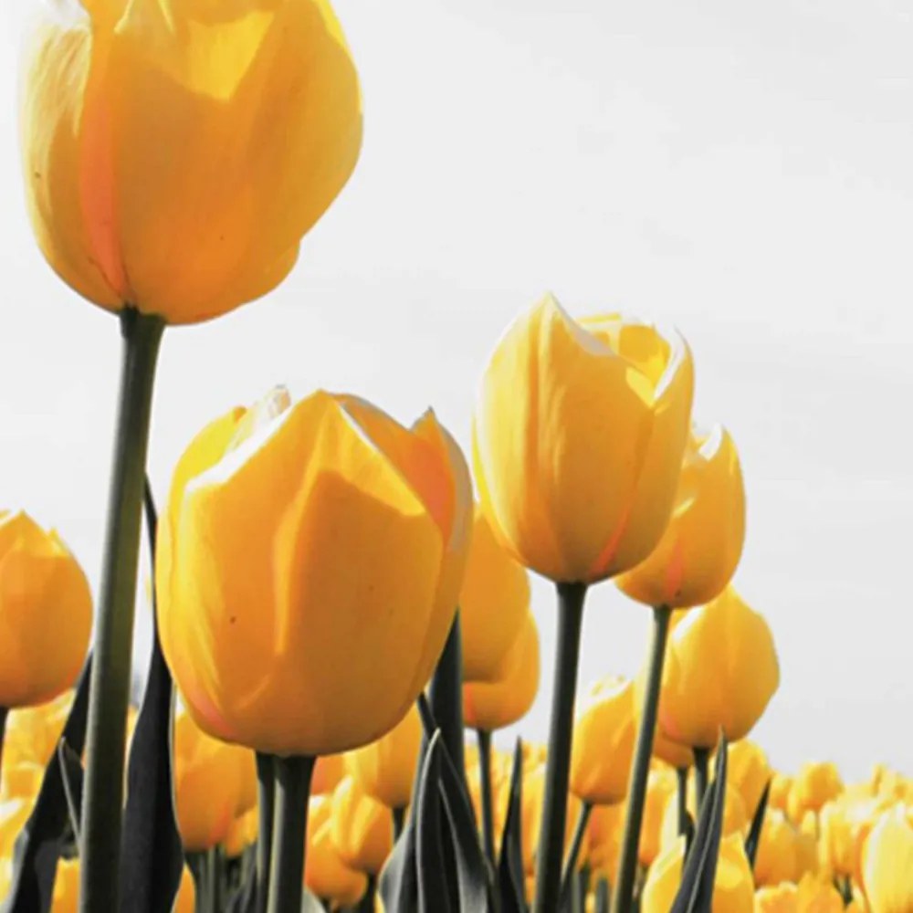 Gario Paraván Sárga tulipánok rétje Méret: 180 x 170 cm, Kivitelezés: Forgó paraván 360°