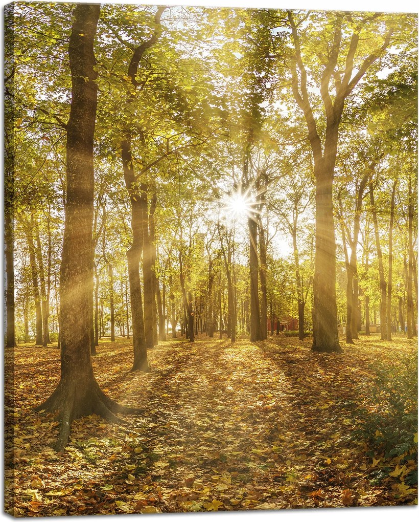 Vászonkép Nap a fák között az erdőben 40x50 cm