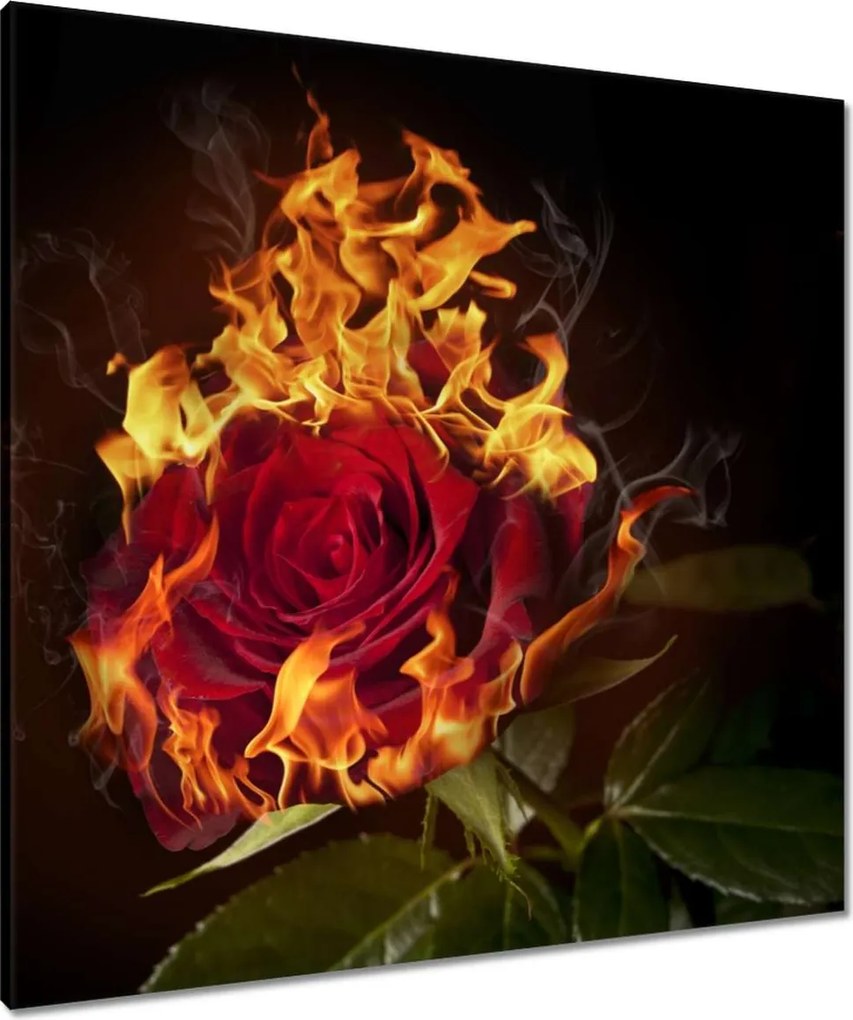 Vászonkép 80x80 Vörös lángoló rózsa