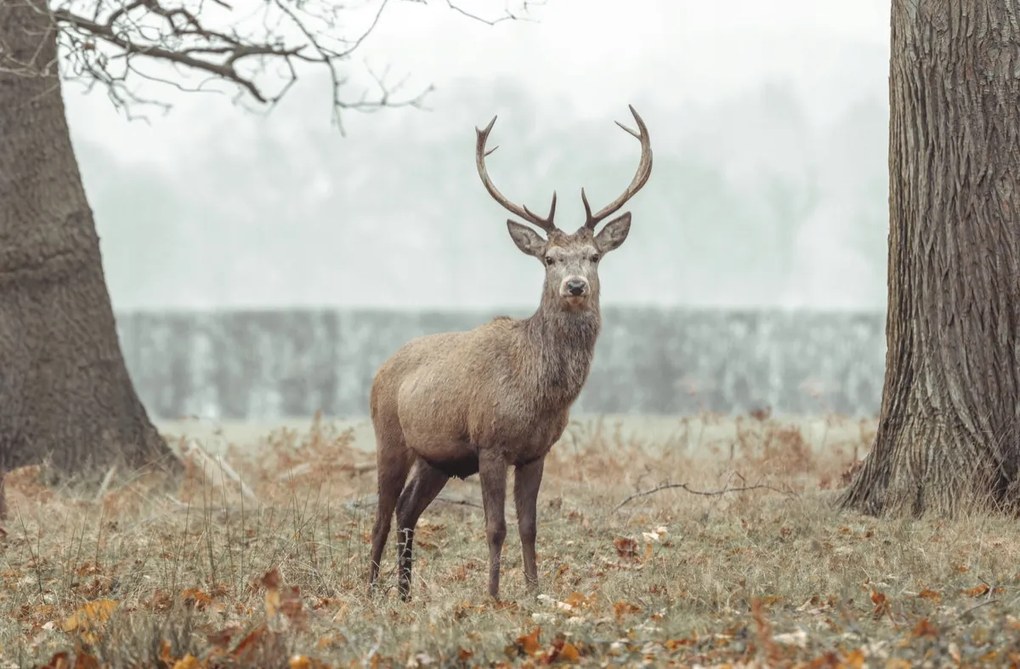 Poszter 91,5x60cm Szarvas az erdőben, Assaf Frank