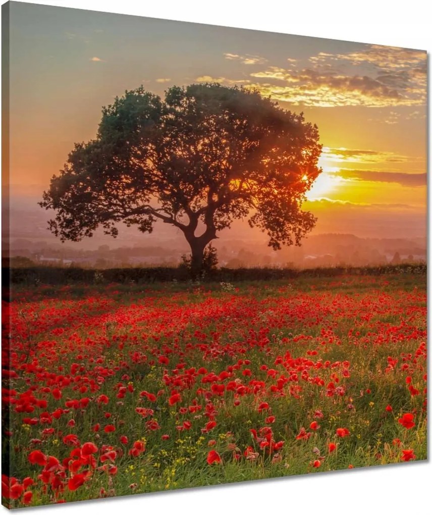 Vászonkép 50x50 Pipacsok a mezőn Tájkép