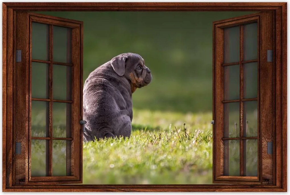 Poszterek 90x60 Kutya Kutyák