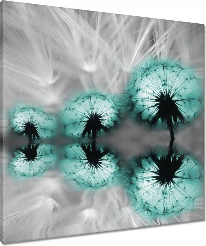 Vászonkép 80x80 Türkiz pitypang virág