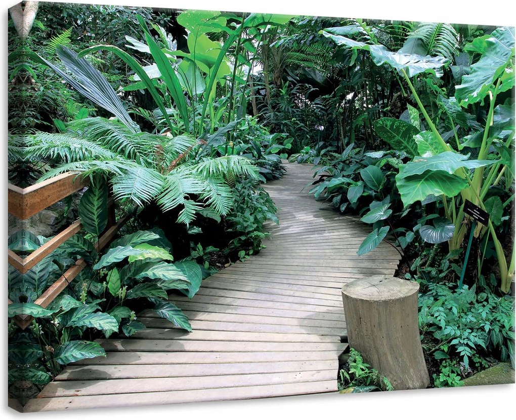 Vászonkép 70x50 Trópusi buja zöld fa ösvény természet nyugalom erdő