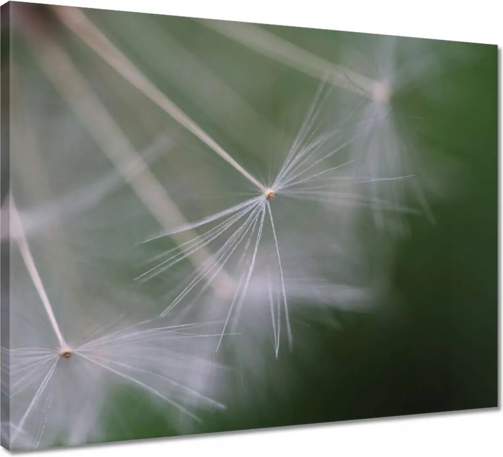 Vászonkép 50x40 Pitypang Virág Virágok