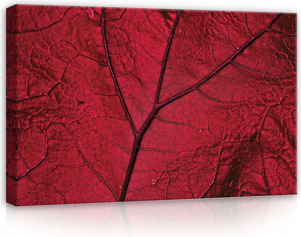Vászonkép 60x40 Makro levelek piros levél damil levél természet textúra