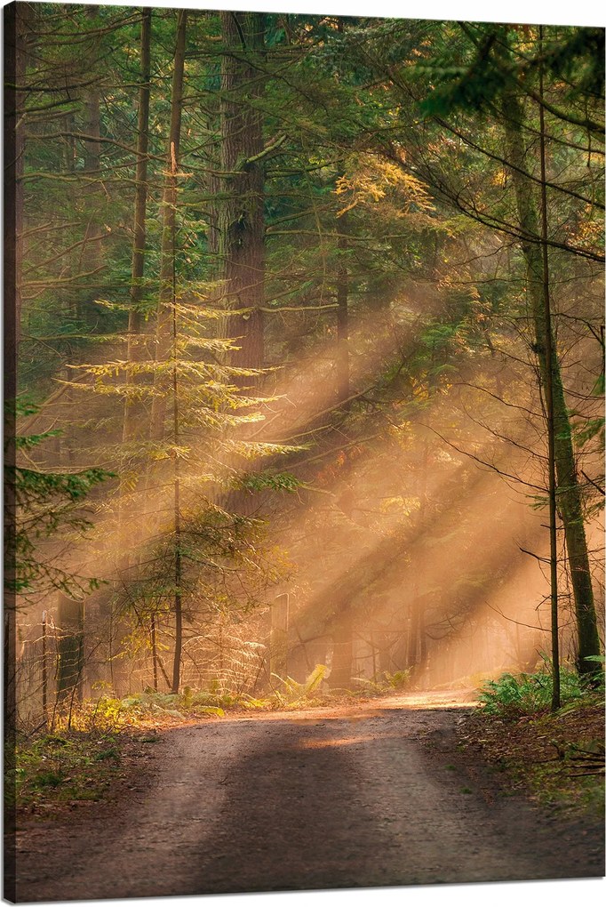 Vászonkép Ösvény az erdőben Fák Természet 80x120 cm