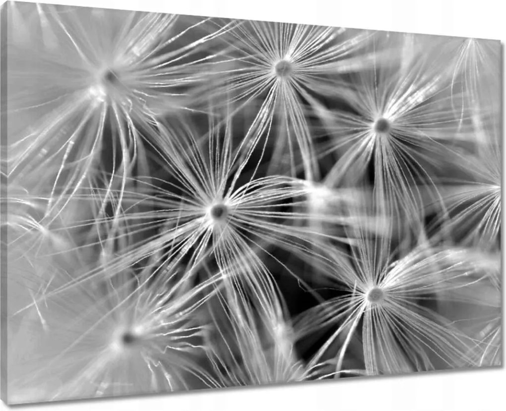 Vászonkép 70x50 Pitypang Virág Virágok