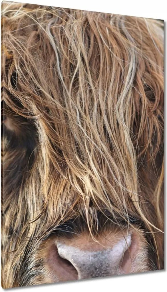 Vászonkép 80x120 Skót tehén szarvakkal