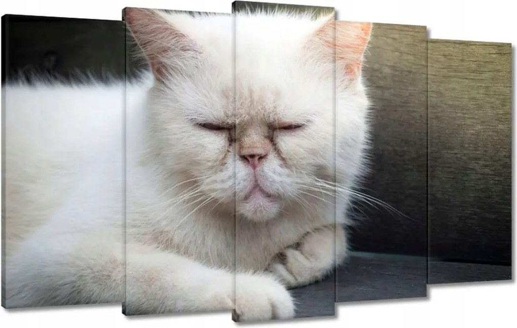 Vászonkép 100x60 Cica Cicák