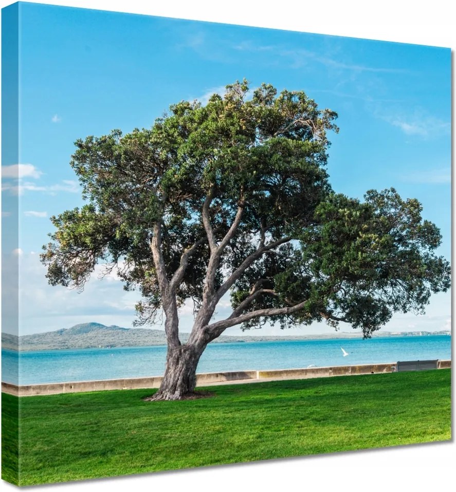 Vászonkép 50x50 Magányos fa