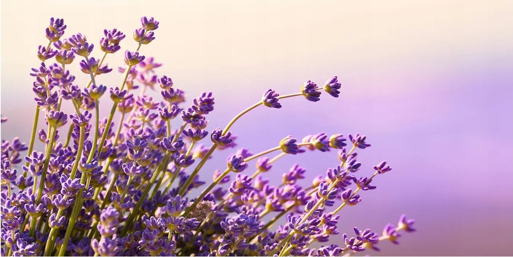 Fotótapéta falra edzett üveg Levendula 140x70