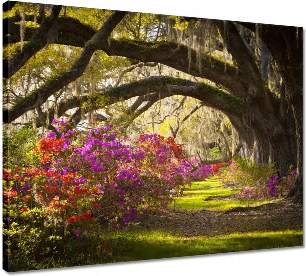 Vászonkép 50x40 Tölgyfa sikátor