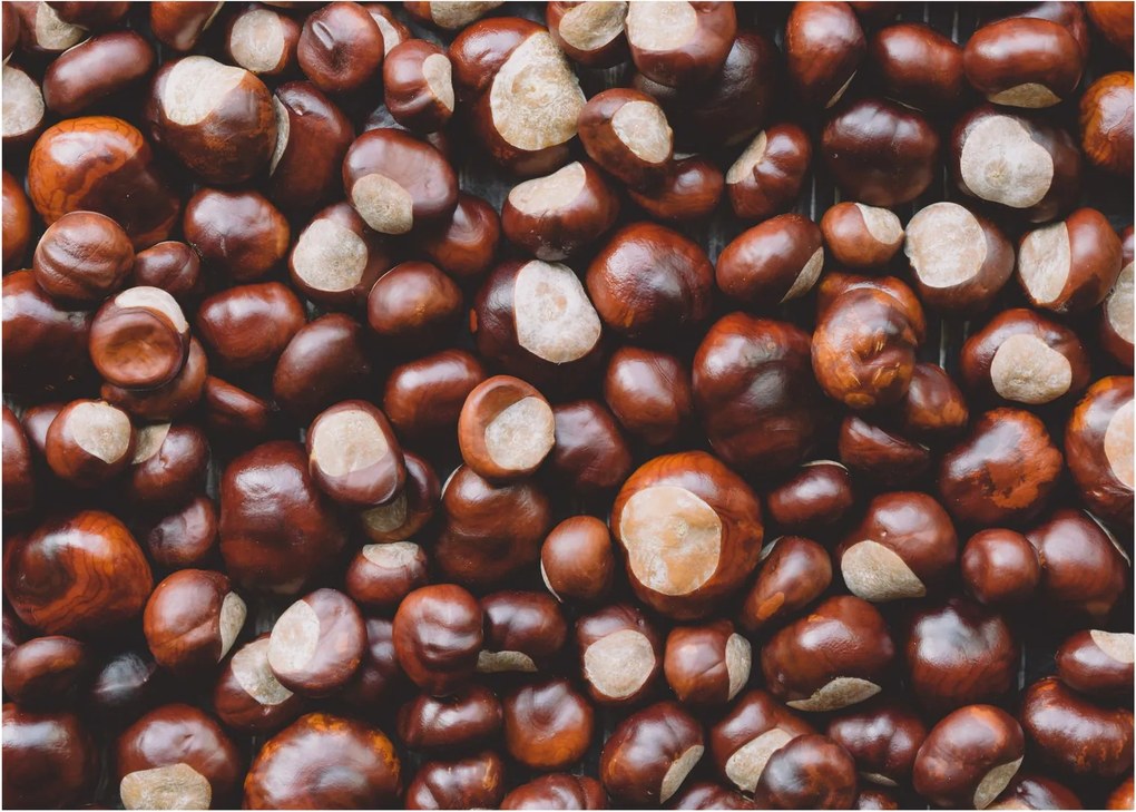 Kép - Érett gesztenye (70x50 cm)