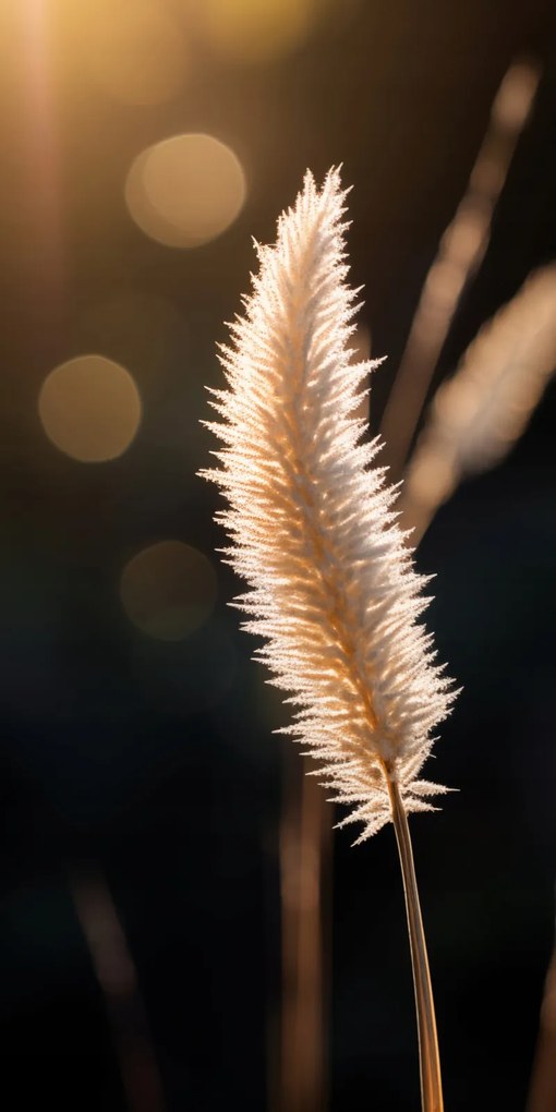 Poszter 50x100cm Arany fény