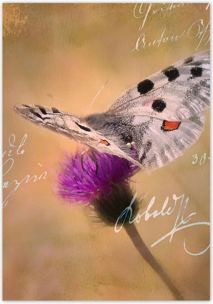 Poszterek 70x100 Szeretem a pillangókat