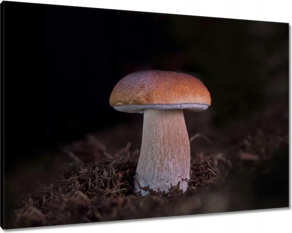 Vászonkép 100x70 A gombák királya