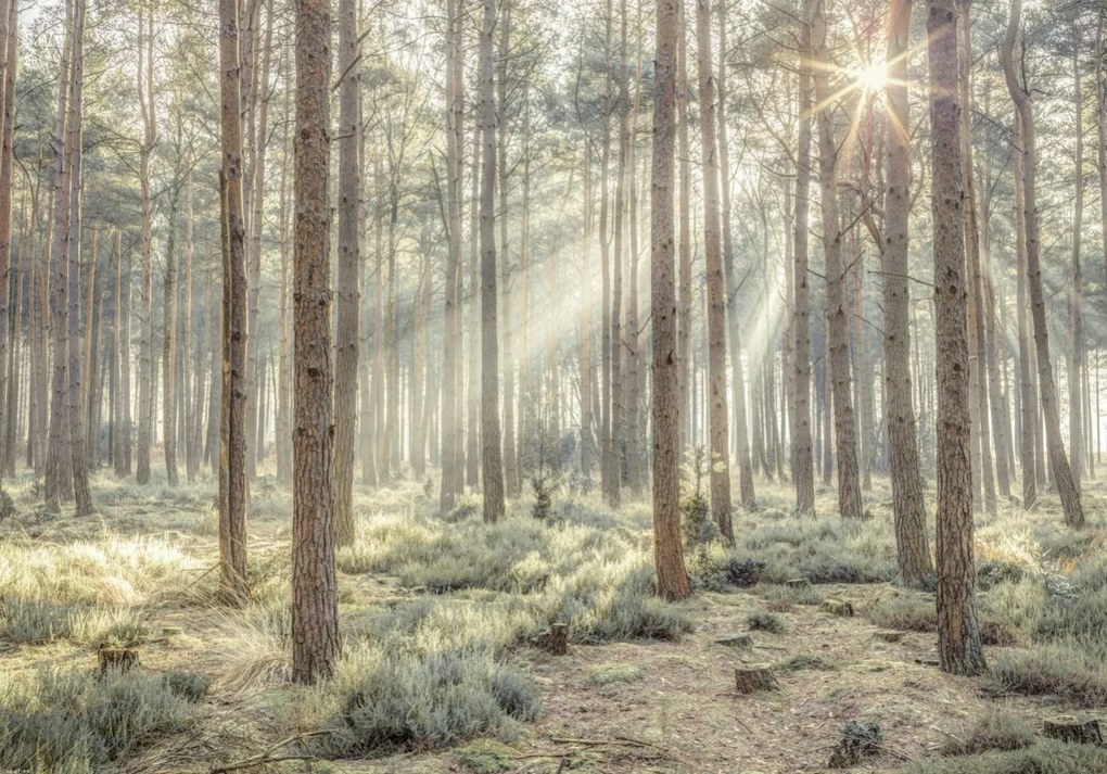 Poszter 66,5x46,5cm Ködös erdő napsugarakkal, Assaf Frank