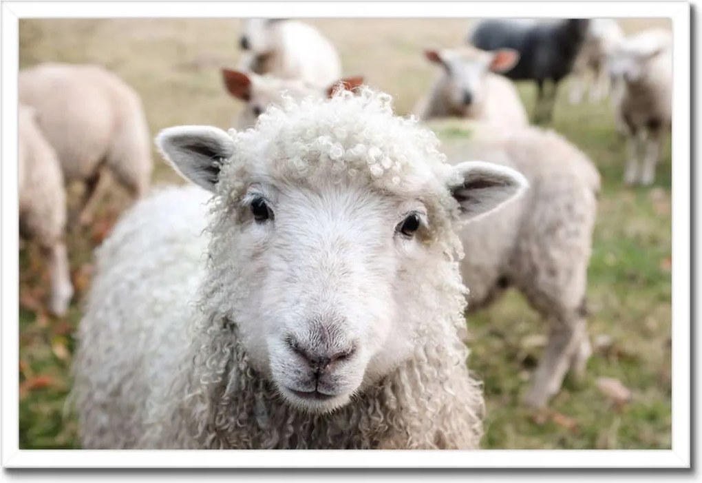 Poszterek keretben 60x40 Juh legeltetés Bárányok