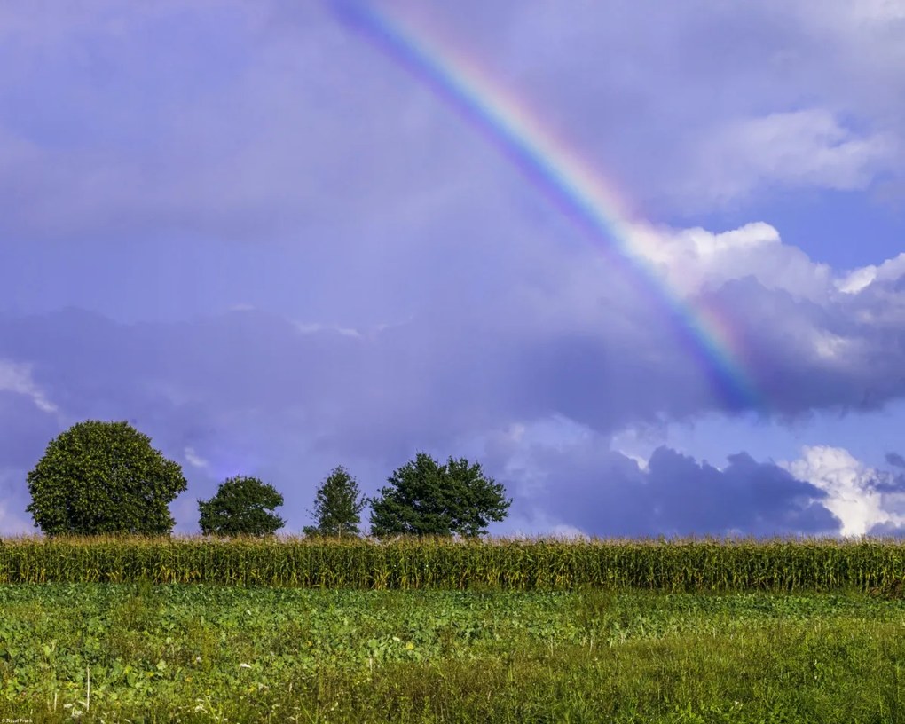 Poszter 50x40cm Szivárvány a mező felett, Assaf Frank